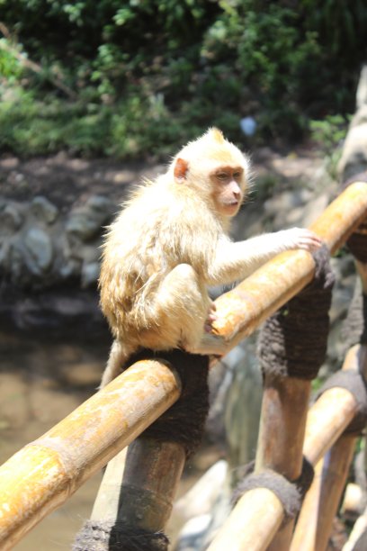 国家公园里的黄色猴子图片下载