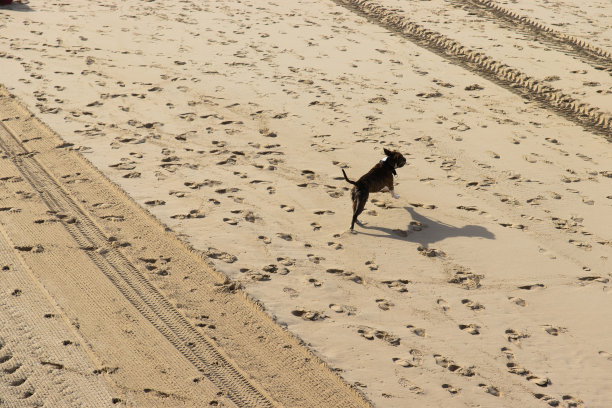 一只狗在海滩上跑得很开心图片下载