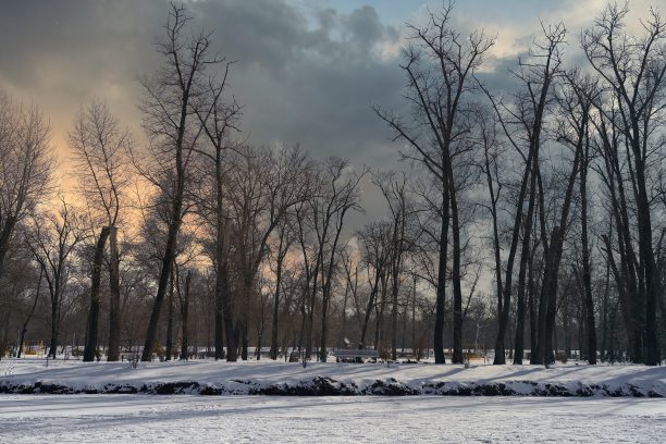 冬天公园里的树被雪覆盖着图片下载