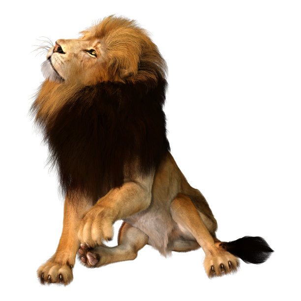 3D插图雄性狮子在白色图片下载