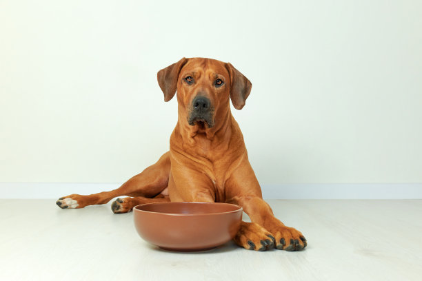 罗得西亚脊背犬旁边的食物碗，白色的背景图片下载