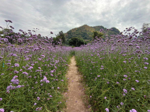 紫色的马鞭草花田。图片下载