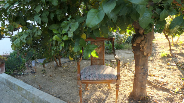 舒适的餐椅在柠檬树图片下载