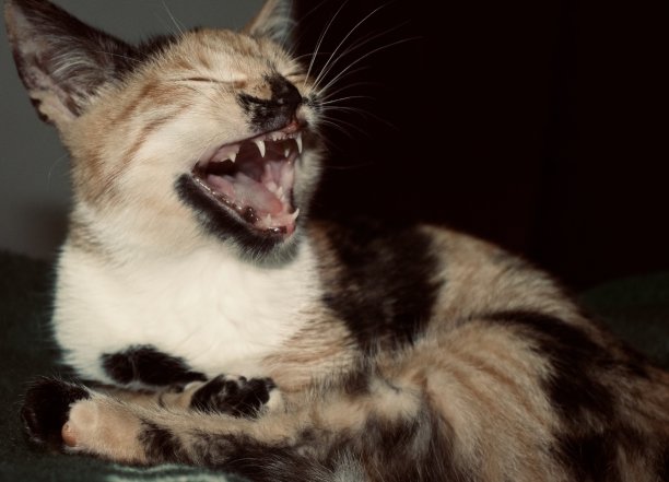 猫在打哈欠图片下载