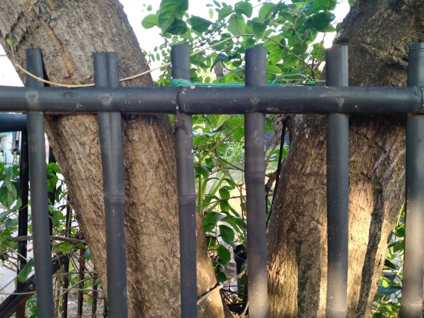 以木树为背景的黑漆木栅栏图片下载