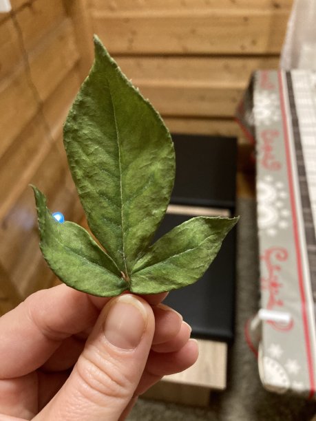 只是一片绿叶图片下载