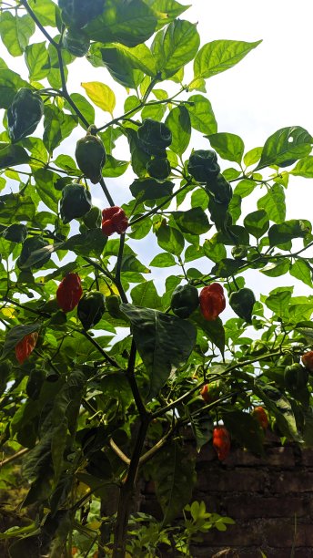 红辣的辣椒图片下载