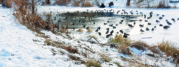 菲诺运河上有许多鸭子图片下载