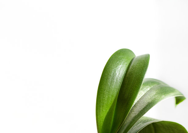 绿色的三朵兰花叶子在白色的背景上图片下载