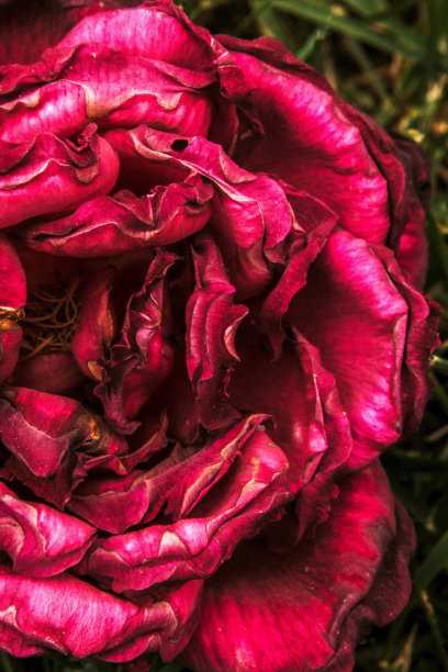 枯萎的玫瑰花瓣的特写。图片下载