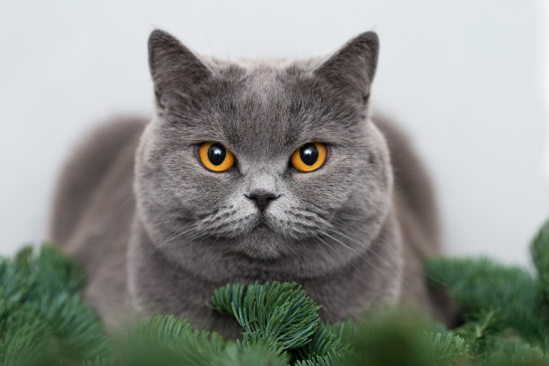 英国种毛茸茸的灰色短毛猫。可爱的宠物聚精会神地盯着我们。图片下载