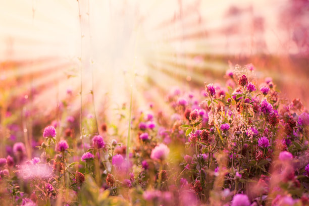 阳光照耀着风景如画的粉红色三叶草草地。野生植物在阳光明媚的清晨开花。阳光在自然界中图片下载