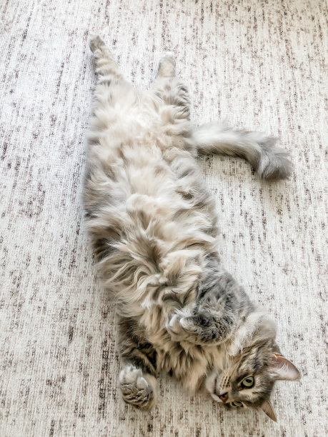 可爱的虎斑猫躺在地毯上图片下载