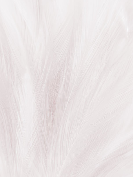 白色背景上美丽的抽象黑色羽毛和白色图案上柔软的白色羽毛纹理，深色主题墙纸，灰色羽毛背景，黑色横幅，深色纹理图片下载