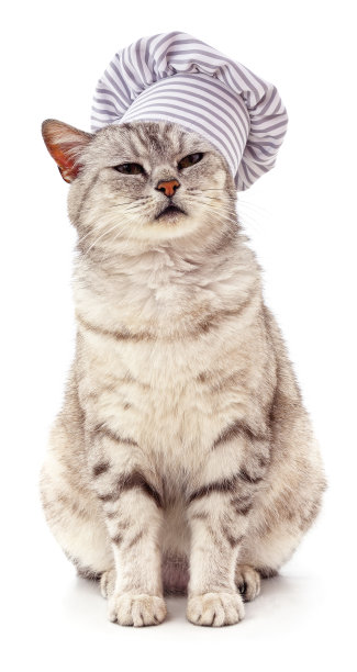 戴厨师帽的灰猫。图片下载