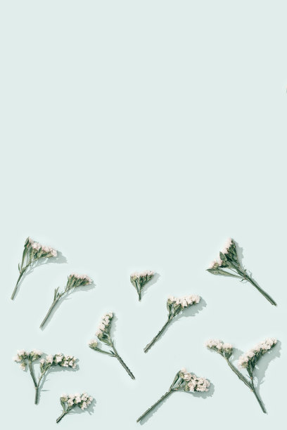 天然干花补血草，叶片和小花在柔和的蓝色背景上。花卉设计，贺卡图片下载