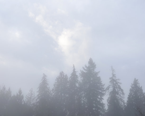 加拿大森林上空的冬雾图片下载