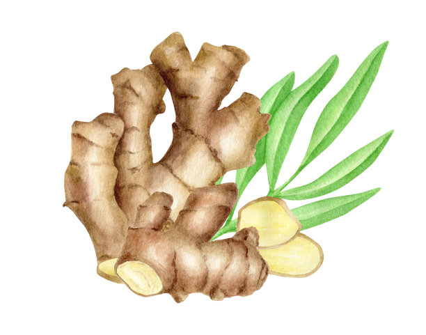 水彩生姜片与叶排列图片下载