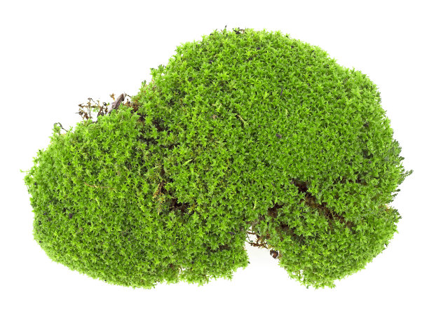 绿色苔藓孤立在白色的背景，俯视图。一片青苔。图片下载