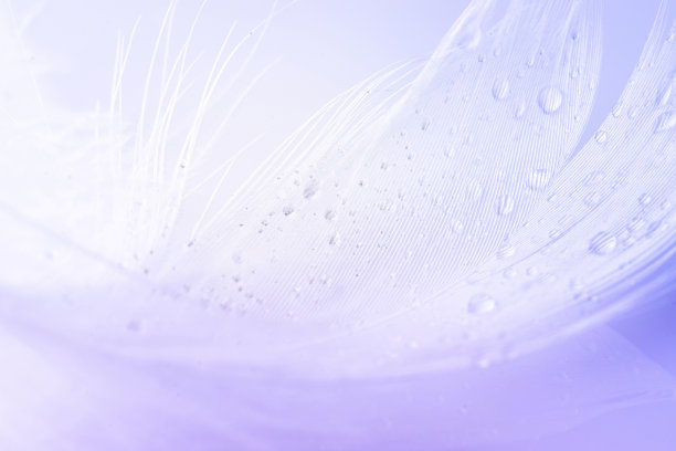 羽毛旗帜。彩色蜡笔天使羽毛特写纹理在白色背景微距摄影。迷人的复杂通风的艺术形象上的软模糊的背景。图片下载