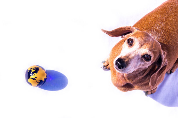 迷你腊肠犬世界图片下载