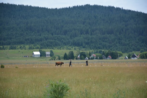 在黑山Durmitor国家公园的牧场上，两名男子牵着一头奶牛图片下载