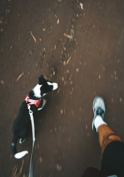 狗的风格图片下载