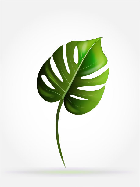 莫斯特拉叶奶酪植物自然身份名片图片下载