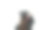 一个年轻女子在空中举起她的大学文凭的后视图图片下载
