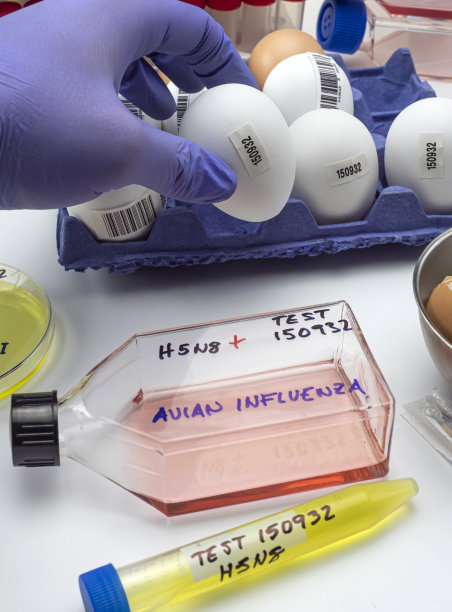 新的H5N8禽流感毒株在人类中传播，科学家与受感染的鸡蛋，概念图像图片下载