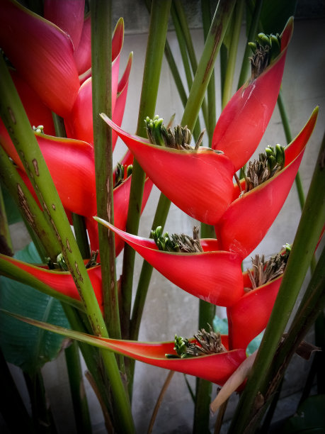 红色的天堂鸟花图片下载