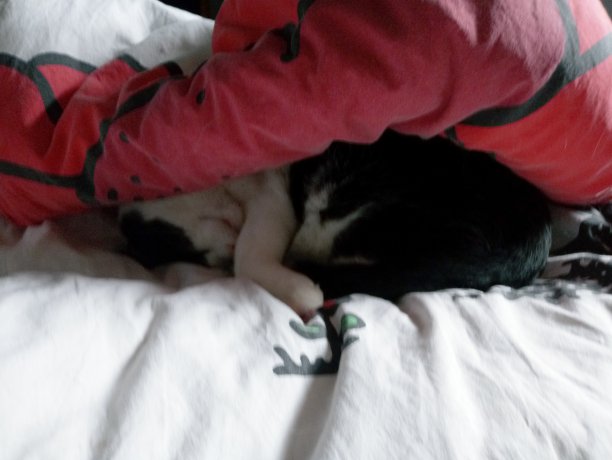 一只猫在毯子下面睡觉和做梦图片下载