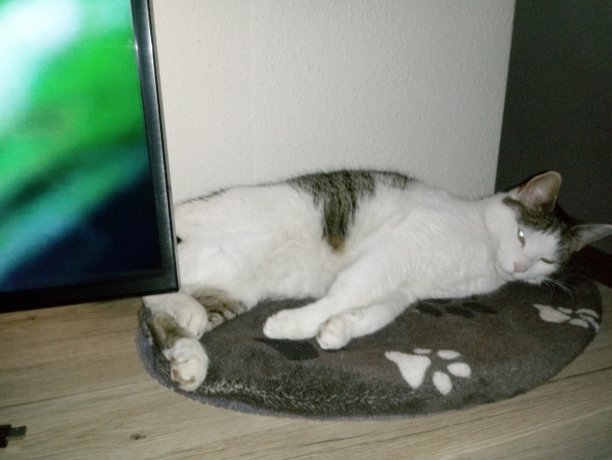 一只猫在枕头上瑟瑟发抖图片下载