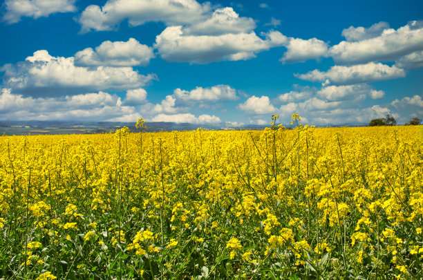 油菜开花图片下载