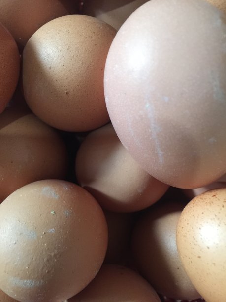 鸡蛋的鸡图片下载