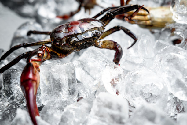 鲜野蟹图片下载