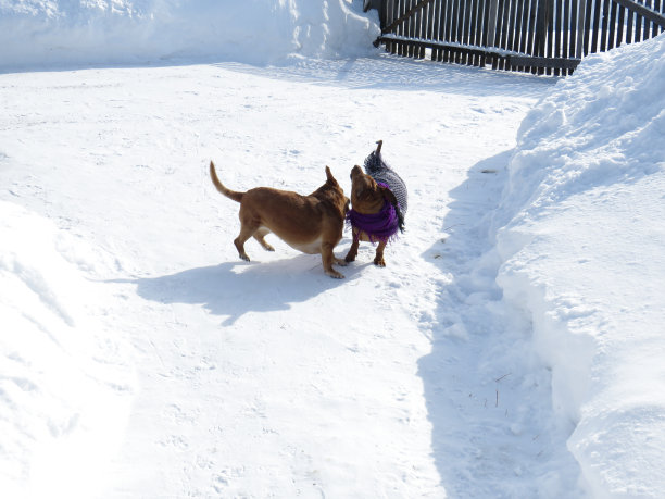 两只红毛调皮的腊肠犬在雪堆中玩耍图片下载