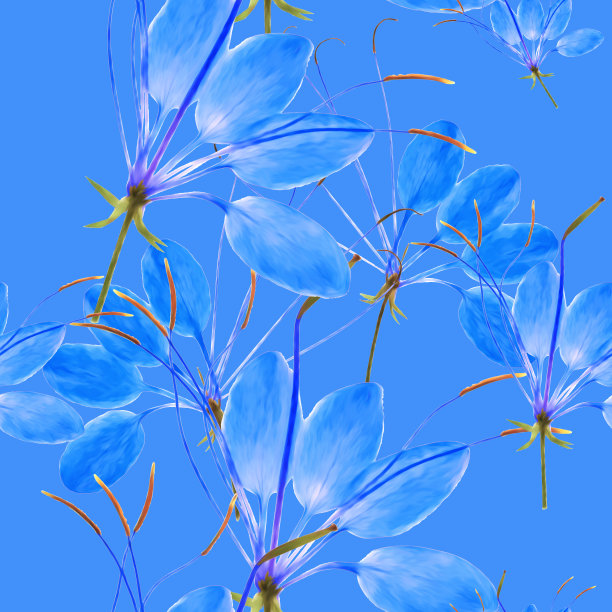 醉蝶花属,花蜘蛛。插图，花的纹理。用于连续复制的无缝模式。花卉背景，照片拼贴为纺织品，棉布面料。用于墙纸、封面、印刷品。图片下载