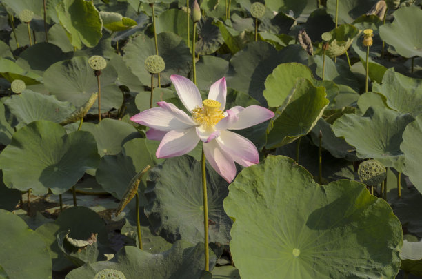 自然景观照片:去我荷塘里的荷花图片下载
