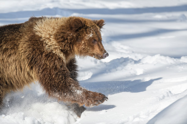 冬季森林中的野生成年棕熊。自然栖息地中的危险动物图片下载