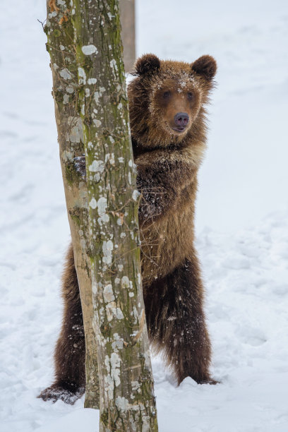 冬季森林中的野生成年棕熊。自然栖息地中的危险动物图片下载