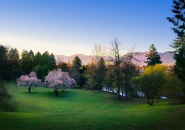 日落时公园里盛开的粉红色樱桃树图片下载