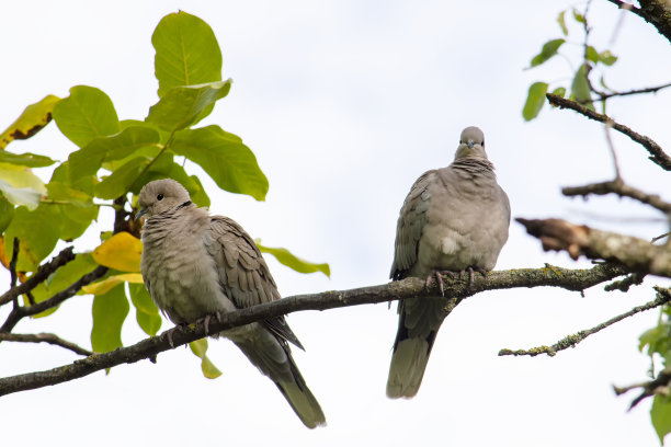 树枝上的两只鸽子。男性和女性。从下面的正面视图。这是一个阳光明媚的夏日。图片下载