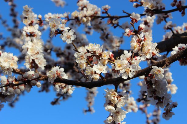 白色的樱花。农业。春天的花园。图片下载