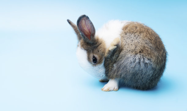 可爱可爱的棕色和白色兔子清洁脚，而坐在孤立的蓝色背景。可爱的小兔子独自坐在蓝色的背景上。复活节的概念。图片下载