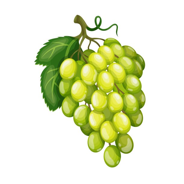 葡萄果实浆果插图图片下载
