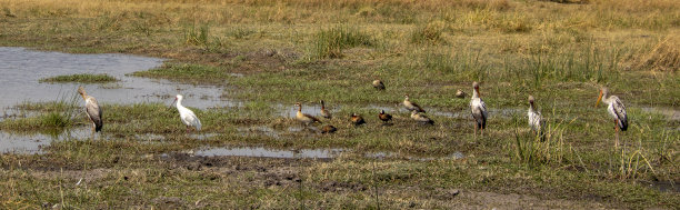 鸟类在水坑。图片下载