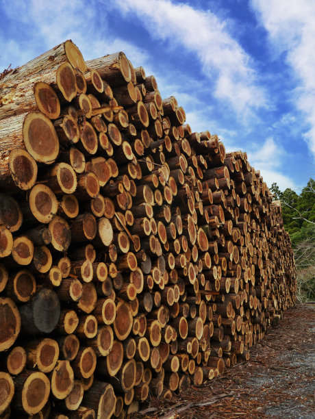 林业图片下载
