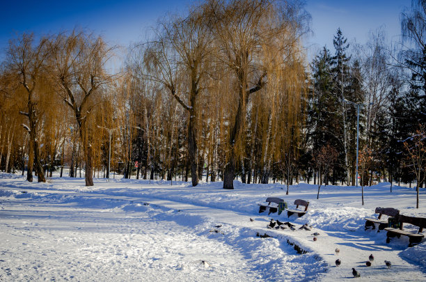 柳树在冬天的城市部分图片下载