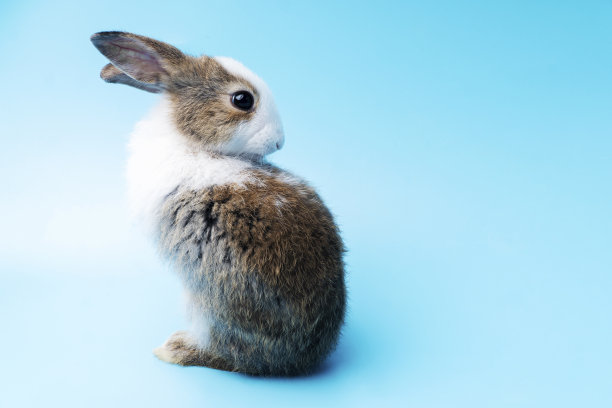 可爱可爱的棕色和白色兔子清洁脚，而坐在孤立的蓝色背景。可爱的小兔子独自坐在蓝色的背景上。复活节的概念。图片下载